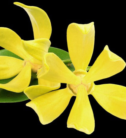 Rinascere